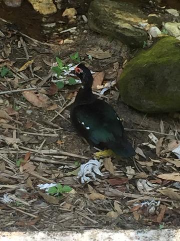 Patos de origem selvagem - Foto 4