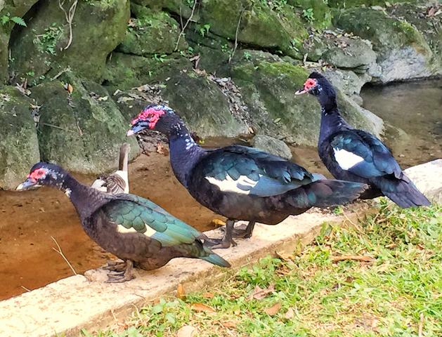 Patos de origem selvagem - Foto 2