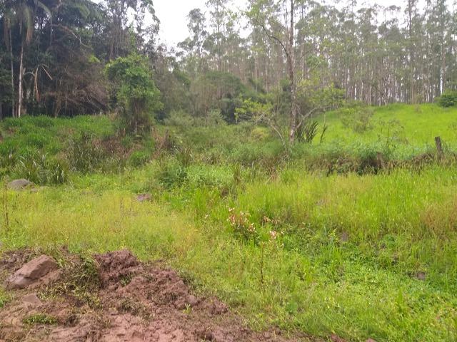 Sitio de 10 hectares no bairro baú em ilhota com plantação de eucalipto - Foto 10