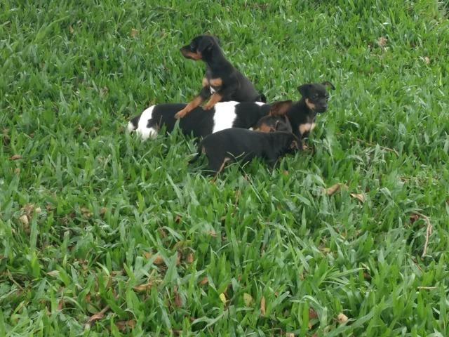 Fox Paulistinha X Pinscher Machinhos - Foto 2