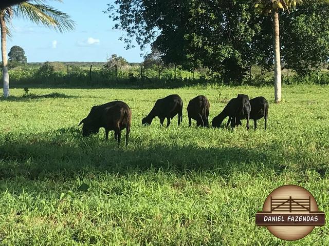 Fazenda com 480 hectares em Bom Jesus-RN - Foto 4