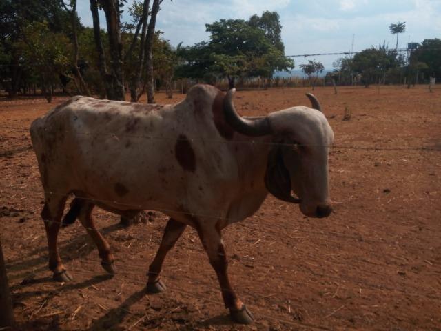 Vacas gir PO registradas e um garrote reprodutor - Foto 4