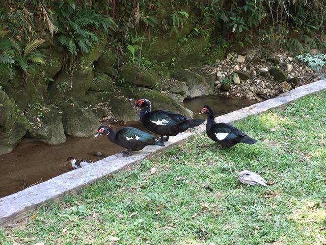Patos de origem selvagem - Foto 5