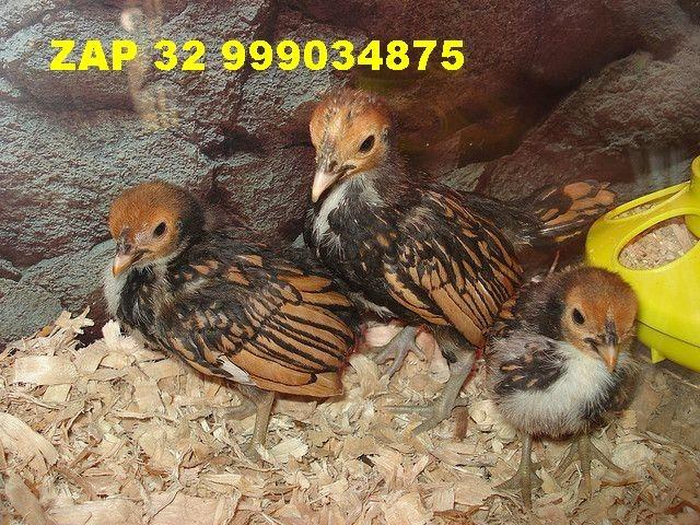 Lindos pintinhos de galinha exotica sebrights para ornamentação de sítios chácaras etc - Foto 2
