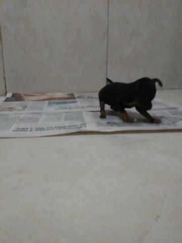 Vendo lindo filhote de pincher machinho 00 - Foto 3