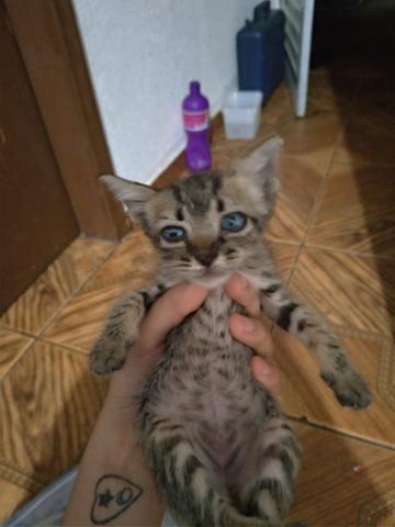 Doação - Foto 4