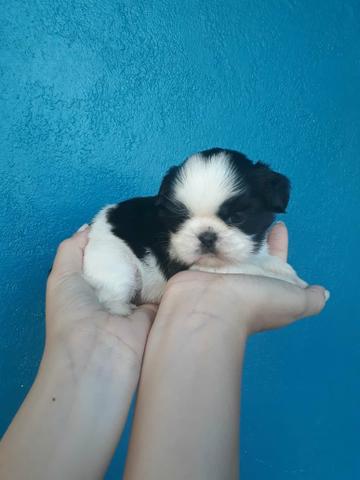 Venda permanente Shihtzu Machos e Femêas - Foto 2