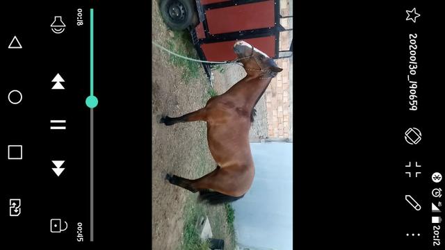 Vendo potro