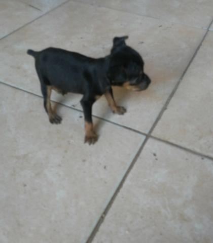 Vendo lindo filhote de pincher machinho 00 - Foto 2