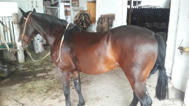 Cavalo Zaino - Foto 4