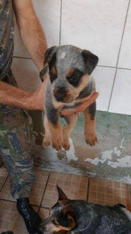 Vendo Filhote Fêmea de Australian Cattle Dog