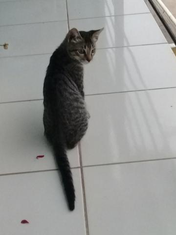 Doação de Gato - Foto 4