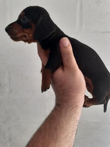 Linguicinha - Foto 2