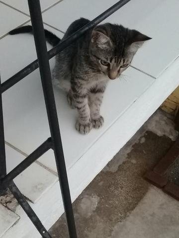 Doação de Gato - Foto 3
