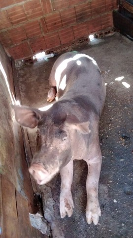Vendo filhote de porco a raça pietran hidrox