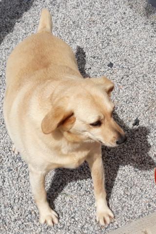 Cachorra carinhosa para adoção - Foto 3