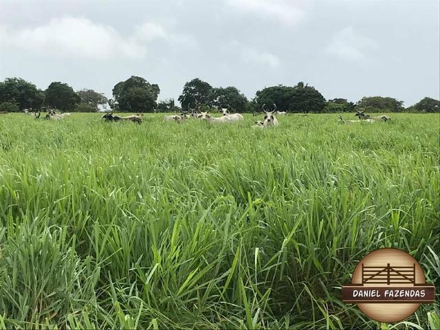 Fazenda com 480 hectares em Bom Jesus-RN - Foto 2