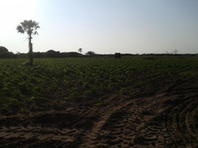 Granja com 11 há em mandú, lagoa de pedras - Foto 13