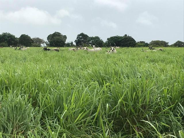 Fazenda com 480 hectares em Bom Jesus-RN - Foto 7