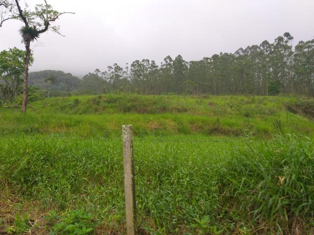 Sitio de 10 hectares no bairro baú em ilhota com plantação de eucalipto - Foto 11