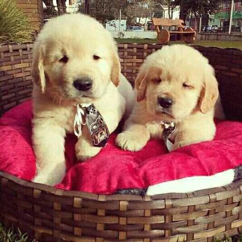 Golden Retriever Filhotes Recibo Garantia Pedigree - Foto 4