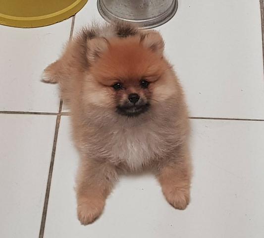Lindo filhote de Spitz Alemão, com pedigree. Venha Conferir!