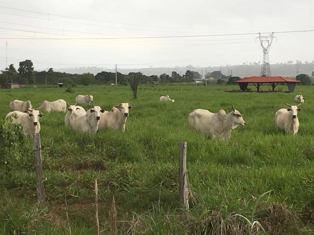 Fazenda 500 Alqueiro Aberto - Foto 6