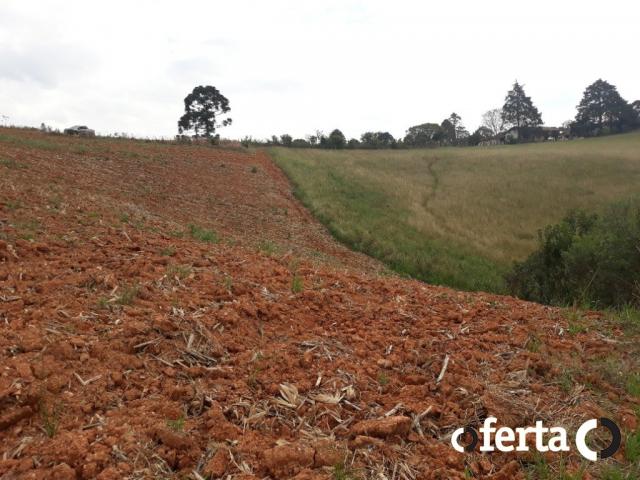 Chácara à venda em Serrinha, Contenda cod:549 - Foto 14
