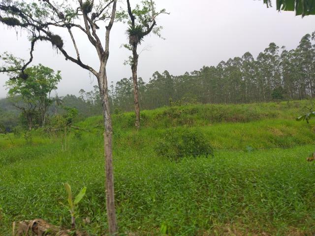 Sitio de 10 hectares no bairro baú em ilhota com plantação de eucalipto - Foto 2
