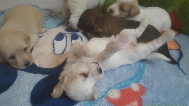 Poodle - Foto 5