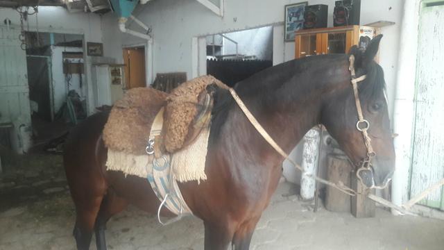 Cavalo Zaino - Foto 2