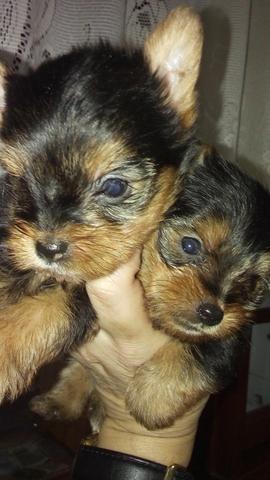 Yorkshire mini lindos filhotinhos !!!! - Foto 5