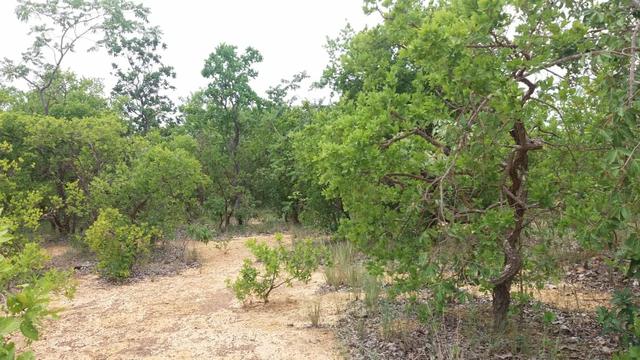 Vendo 2 Lotes na Represa de Três Marias - Foto 5