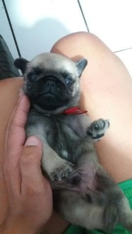 Pug filhotes
