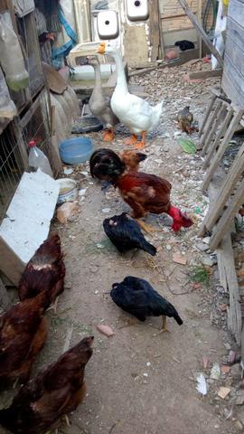 Lote galinhas frangas e frangos - Foto 4
