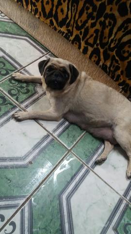 Pug filhotes - Foto 4