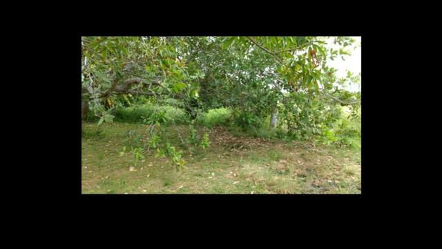 Lote em Porto de Galinhas- Perto do mar- Preço e oportunidade!! - Foto 4