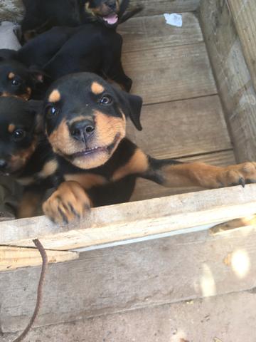 Vendo Rottweilers - Foto 5