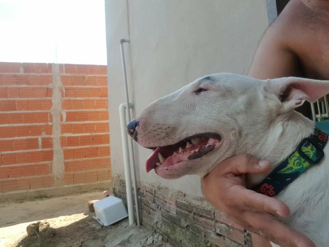 Bull Terrier Inglês