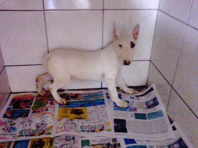 Bull Terrier femea,4 meses,3 vacinas,desverminadas,parcelo até 12 x