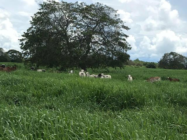 Fazenda com 480 hectares em Bom Jesus-RN - Foto 9