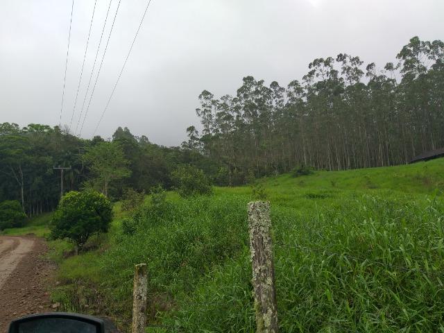 Sitio de 10 hectares no bairro baú em ilhota com plantação de eucalipto - Foto 18