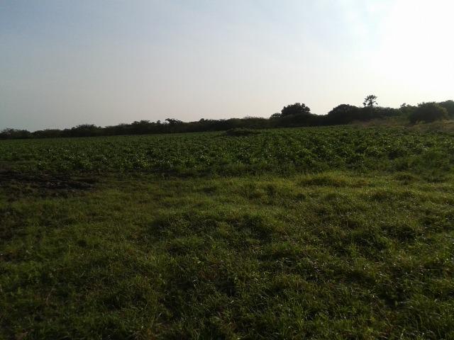 Granja com 11 há em mandú, lagoa de pedras - Foto 10