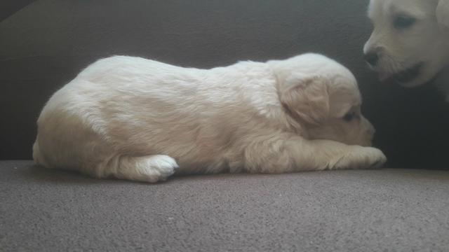 Poodle - Foto 3