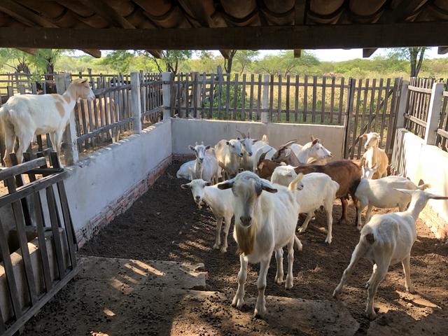 Vendo cabras e bode Saanen