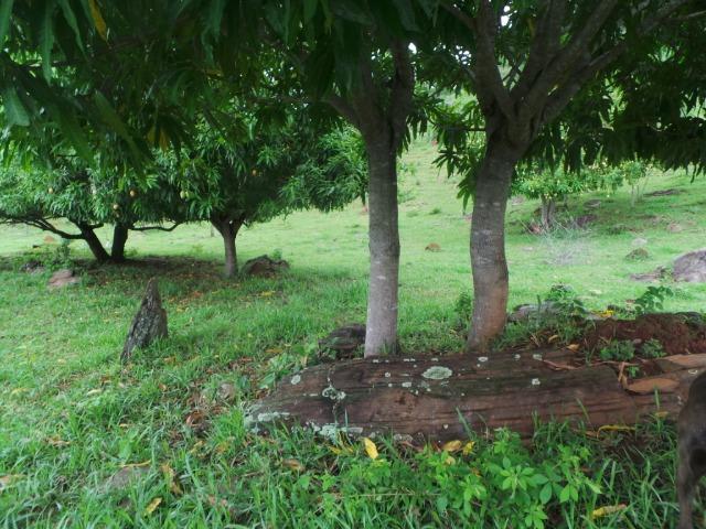 Fazenda 15 Alqueires Municipio Cocalzinho Aceita Imovel até 200 mil - Foto 19