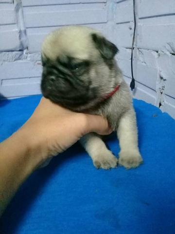 Pug filhotes - Foto 2