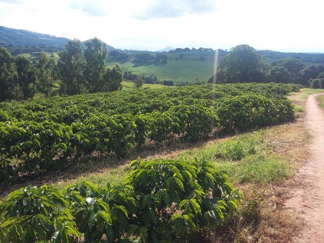 Fazenda Café Sul de Minas - Foto 10