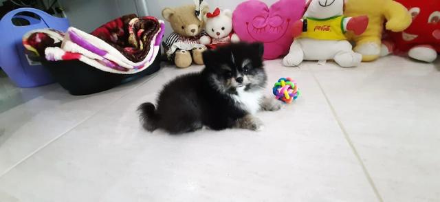 Spitz Alemão - Foto 3