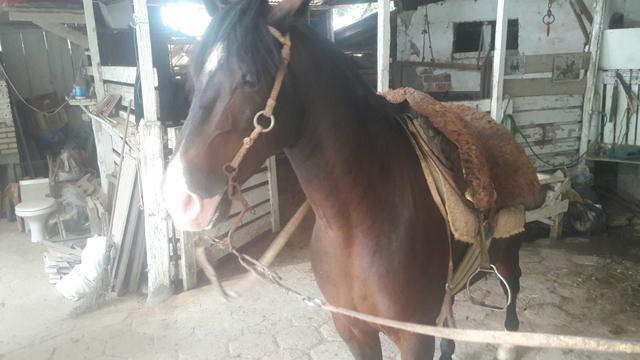 Cavalo Zaino